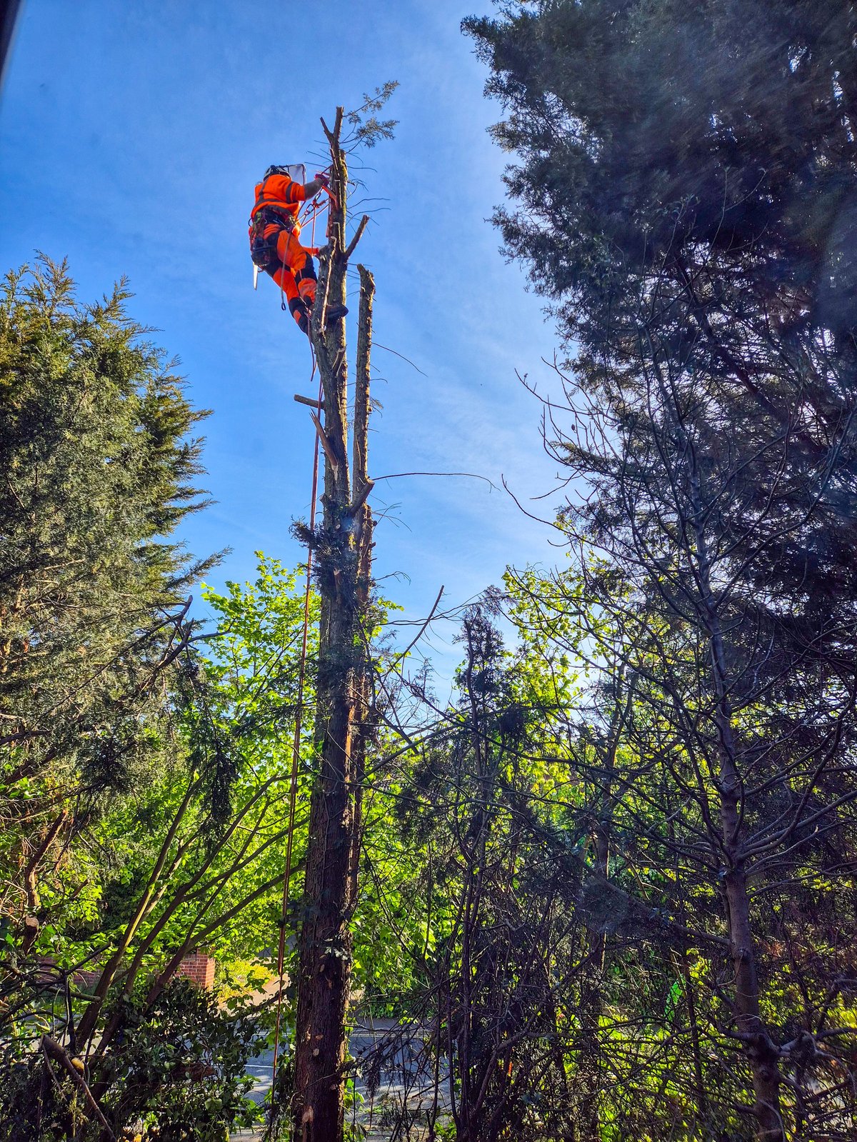 A Pine tree being removed by a city workman from tree services.